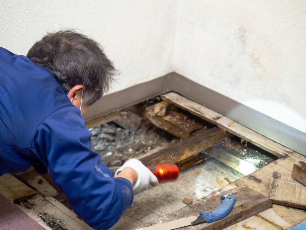 Best Mold Remediation for Specific Building Types in Welby, CO